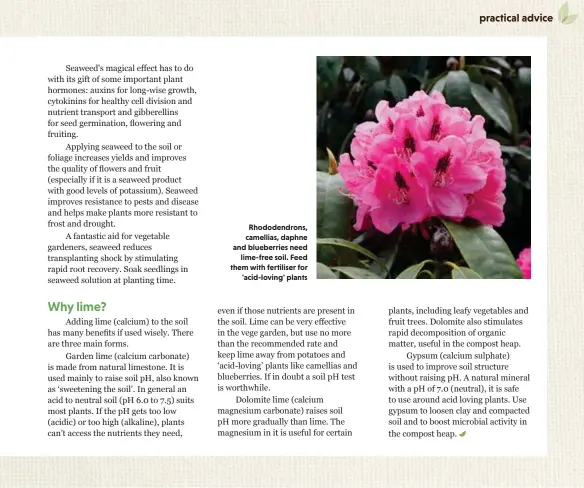  ??  ?? Rhododendr­ons, camellias, daphne and blueberrie­s need lime-free soil. Feed them with fertiliser for 'acid-loving' plants