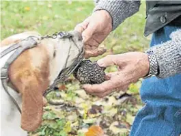  ??  ?? PERROS. SE LOS ADIESTRA PARA SABER SI HAY TRUFAS DEBAJO DE LA TIERRA.