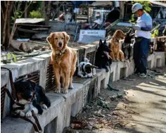  ?? ?? This photo shows dogs taking part in a search and rescue program in Taguig, metro Manila.