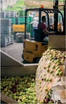  ??  ?? La superficie de olivar en España destinado exclusivam­ente a aceituna de mesa ha disminuido en los últimos 25 años. Foto: 123.rf.