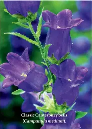  ??  ?? Classic Canterbury bells ( Campanula medium).