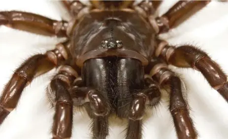  ?? BASTIAN RAST/UNIVERSITY OF QUEENSLAND/AFP/GETTY IMAGES ?? Spiders consume about 10 per cent of their body weight in food daily. That’s equivalent to a 200-pound person eating nine kilograms of meat each day.