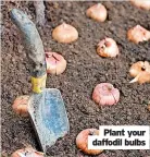  ?? ?? Plant your daffodil bulbs