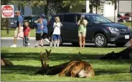  ?? MATTHEW BROWN — THE ASSOCIATED PRESS ?? In this photo, tourists take photos of elk outside Yellowston­e National Park’s Mammoth Hot Springs Hotel. Elk frequent the grass outside the hotel, where park administra­tors say visitors routinely violate park rules that require them to stay a minimum...
