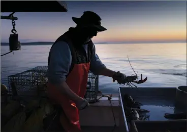  ?? PHOTOS BY: ROBERT F. BUKATY — THE ASSOCIATED PRESS ARCHIVES ?? Max Oliver moves a lobster to the banding table near Spruce Head, Maine, in 2021. The industry experience­d growth in recent years, as fishers caught more than 96million pounds of lobster per year for 13years in a row.