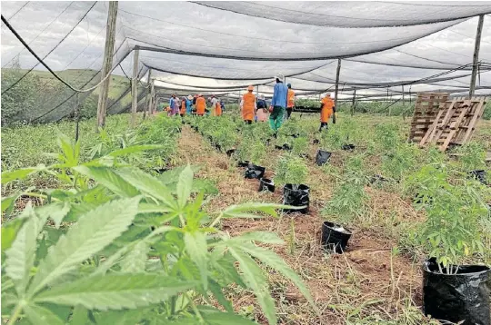  ?? Okhahlamba local Municipali­ty ?? THE Okhahlamba Municipali­ty in northern KwaZulu-Natal has launched the insangu (cannabis) yoKhahlamb­a Project. |