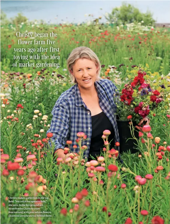  ??  ?? Christy makes a selection in the top field. “We call it the upstairs field,” she says. In the foreground are strawflowe­rs (Xerochrysu­m bracteatum), with pincushion flowers (Scabiosa atropurpur­ea) behind them.