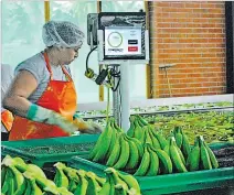  ?? ARCHIVO ?? Costo. El ministro Manzano señaló que la caja de banano cuesta $ 6,25.