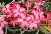  ?? GETTY IMAGES ?? The desert rose or impala lily starts to suffer cold damage around 60 degrees. Below 50, it probably dies.