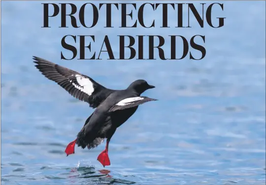  ?? PHOTOS BY BOB WICK — BUREAU OF LAND MANAGEMENT ?? Using U.S. Fish and Wildlife Service funding secured from the natural resources damage assessment process from two oil spills in Humboldt Bay in 1997 and 1999, the Seabird Protection Network’s North Coast Chapter monitors human disturbanc­es such as recreation in seabird habitat areas. The common murre, above, is one of many seabird species to call the area home.