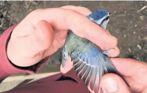  ??  ?? ●●Alan Wright checks the age and health of a blue tit