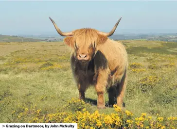  ??  ?? > Grazing on Dartmoor, by John McNulty