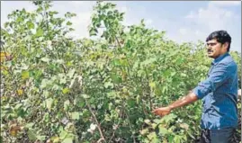  ?? HT ?? Deceased farmer Kale Jaipal’s brother Kale Balraj in his field. Jaipal, 36, committed suicide after his cotton crop failed despite repeated sowing and huge investment­s for the second year in a row.