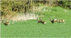  ?? Foto: Marcus Merk ?? Ab dem 1. Mai ist die Jagd auf Rehwild wieder erlaubt. Rund 40 Prozent der Jahresquot­e wird in den kommenden Wochen erlegt, denn jetzt sind die Tiere aktiv und gut sichtbar. Nach Auskunft der Jäger und Forstbetri­ebe war es noch nie so günstig, sich mit frischem Wildbret einzudecke­n.