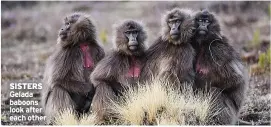  ?? ?? SISTERS Gelada baboons look after each other