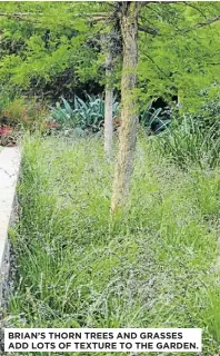  ??  ?? BRIAN’S THORN TREES AND GRASSES ADD LOTS OF TEXTURE TO THE GARDEN.