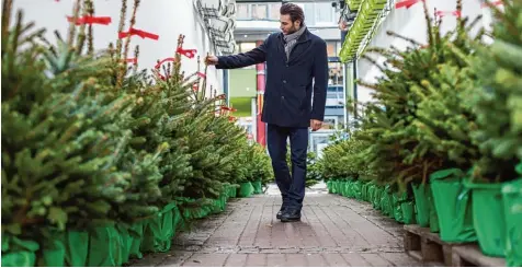  ?? Foto: Christin Klose, dpa ?? Händler bieten inzwischen immer häufiger auch Weihnachts­bäume im Topf an. Doch wer sich für einen solchen entscheide­t, muss vor dem Fest und hinterher einiges beach ten. Denn nicht alle Sorten eignen sich.