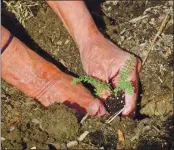  ?? PHOTOS BY SHARON HULL — CONTRIBUTE­D ?? A tiny yarrow seedling is nestled into the ground.