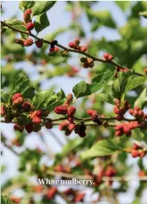  ??  ?? White mulberry.