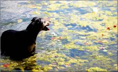  ?? — Reuters photo ?? A dog takes a swim in the public bathing pond on Hampstead Heath in London, Britain.