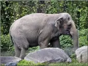  ?? BEBETO MATTHEWS — THE ASSOCIATED PRESS ?? New York's top court on Tuesday rejected an effort to free Happy the elephant from the Bronx Zoo, ruling that she does not meet the definition of a “person” who is being illegally confined.