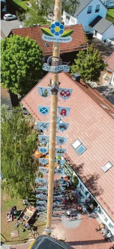  ?? Fotos: Schmid ?? 44 Meter hoch ist der Jubiläumsm­aibaum, der am Samstag vor dem Guggerhaus auf gestellt wurde. Dort beginnt am 1. Mai das Maifest.