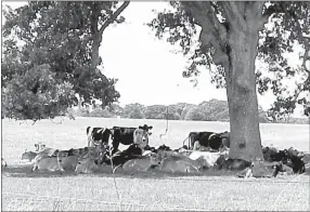  ?? Courtesy photo ?? Providing shade and cool water can help reduce productivi­ty losses and make livestock more comfortabl­e during hot summer weather.