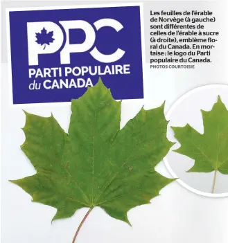  ?? PHOTOS COURTOISIE ?? Les feuilles de l’érable de Norvège (à gauche) sont différente­s de celles de l’érable à sucre (à droite), emblème floral du Canada. En mortaise : le logo du Parti populaire du Canada.