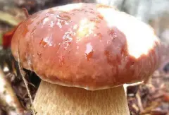  ?? FOTO: DANIELA SCHRIMPF ?? Der Sommerstei­npilz (Boletus aestivalis) wächst auch im Kyffhäuser­kreis, steht aber unter Naturschut­z.