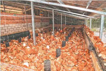  ??  ?? Granja de gallinas ponedoras. El 12 de julio se inauguró el proyecto “Granja Productora de Huevos en comunidad Las Quebradas”, el cual comprende 1,000 gallinas ponedoras de huevos.