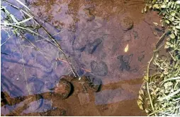  ??  ?? A koura (freshwater crayfish) scuttles for cover in a little creek.