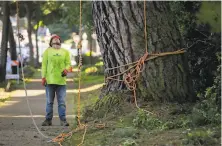  ??  ?? Santos Mejia of Arborist Now checks on his colleague, who is cutting Monterey pine branches on a San Francisco street.