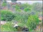  ?? ?? It has been proposed that 260sq km of plantation­s will be grown over Aravalli region.