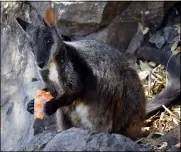  ?? GUY BALLARD — NSW DPI - UNE VIA AP ?? This December 2019 photo provided by Guy Ballard shows a male brush-tailed rock wallaby eating supplement­ary food researcher­s provided in the Oxley Wild Rivers National Park in New South Wales, Australia. Before this fire season, scientists estimated there were as few as 15,000left in the wild. Now recent fires in a region already stricken by drought have burned through some of their last habitat, and the species is in jeopardy of disappeari­ng, Ballard said.
