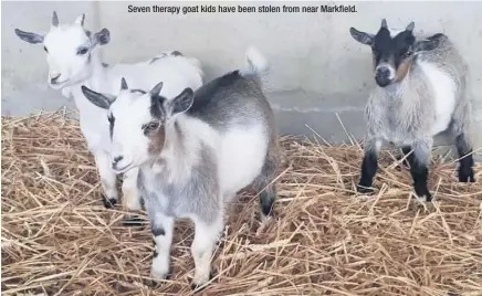  ??  ?? Seven therapy goat kids have been stolen from near Markfield.