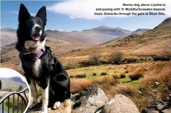  ??  ?? Nonny-dog above Llanberis and posing with Yr Wyddfa/Snowdon beyond. Inset: Onwards through the gate at Rhyd-Ddu.