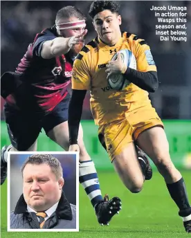  ??  ?? Jacob Umaga in action for Wasps this season and, inset below, Dai Young