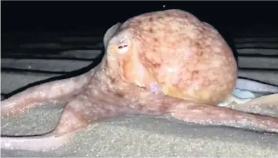  ??  ?? > One of the many octopuses found mysterious­ly crawling up a beach in New Quay, Ceredigion, last weekend