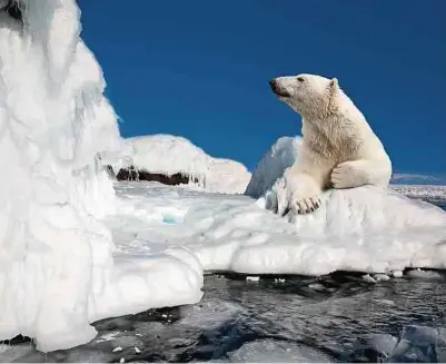  ?? Foto: Shuttersto­ck ?? Das Polareis schmilzt, die Eisbären verlieren ihren Lebensraum. Sie wurden zum Sinnbild für den Klimawande­l.