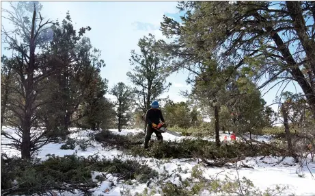  ?? J.R. LOGAN/For the Taos News ?? A crew member with a local thinning contractor fells trees in the forest south of San Cristobal. The demand for local crews is increasing thanks to a recent influx of federal and state funding aimed at restoring forest health and reducing wildfire risk.