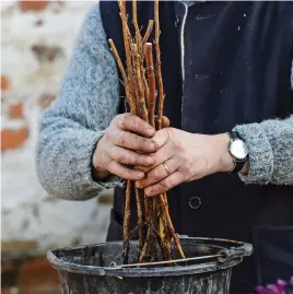  ?? ?? Give bare-root raspberry canes a good soak in water before planting