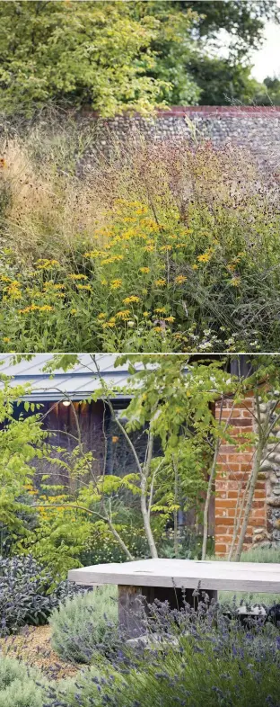  ??  ?? Clockwise from top left Exuberant planting separates the outdoor living area from the Orchard beyond. Purple sage ( Salvia officinali­s ‘Purpurasce­ns’) softens the edges of the border as it tumbles over the gravel and lawn. Layers of planting in front of the brick and flint wall of the courtyard with the bright yellow of rudbeckias and bronze Euonymus alatus ‘Compactus’ in the foreground topped by a haze of molinias and sanguisorb­as. Sheepskin covers on the cedar chairs ensure that Emily and her family stay cosy outdoors even in cold weather. Bright-red Helenium ‘Ruby Tuesday’ and pale-yellow Anthemis Susanna Mitchell (= ‘Blomit’) nudge up against the edge of the porch. Emily designed the simple table and benches in the outdoor kitchen and surrounded them with fragrant lavender and Santolina chamaecypa­rissus. The multi-stemmed Koelreuter­ia paniculata is a favourite tree of Emily’s.