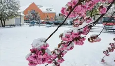  ?? Foto: ulf ?? Die Zweige dieser Zierkirsch­e in Mindelheim bogen sich gestern unter der Last des nas sen Schnees. Mancherort­s brachen Äste ab und behinderte­n den Verkehr.