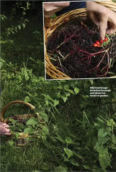  ??  ?? Wild food forager Geraldine Kavanagh and (above) her basket of goodies.