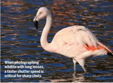  ??  ?? When photograph­ing wildlife with long lenses, a faster shutter speed is critical for sharp shots