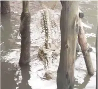  ??  ?? KELIBAT buaya di bawah rumah di Kampung Tanjung Batu Laut.