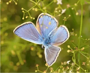  ??  ?? Male Common Blues have a distinct dark outline on their wings and a halo-like white edge.