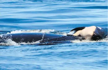  ?? CENTER FOR WHALE RESEARCH/THE ASSOCIATED PRESS ?? Whale researcher­s are keeping close watch on an orca that has spent more than two weeks keeping her dead calf afloat in Pacific Northwest waters.