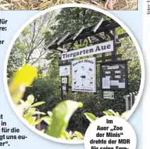  ??  ?? Im Auer „Zoo der Minis“drehte der MDR für seine Sommershow.