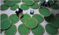  ??  ?? SORTING: Ethnic Dong women work at a tea leaf processing factory in Liping county, Guizhou province.